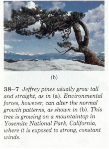 jefferson pine b